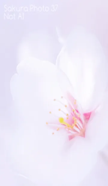 [LINE着せ替え] SakuraPhoto 37 Not AIの画像1