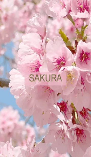 [LINE着せ替え] Spring is almost here. SAKURA.-10の画像1