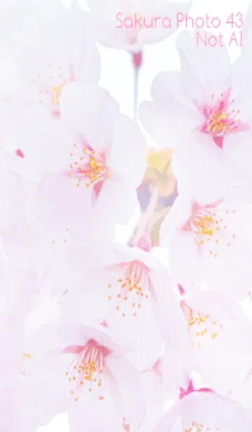 [LINE着せ替え] SakuraPhoto 43 Not AIの画像1