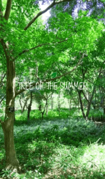 [LINE着せ替え] TREE OF THE SUMMER - MEKYM 12の画像1