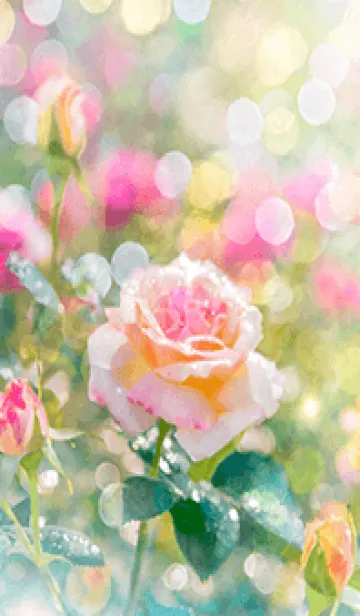 [LINE着せ替え] 薔薇(バラ)の花の着せかえ(R2779)の画像1