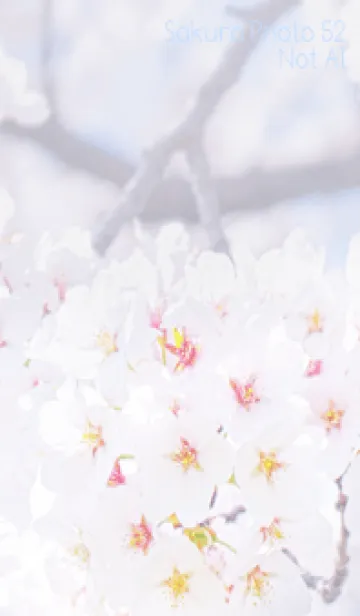 [LINE着せ替え] SakuraPhoto 52 Not AIの画像1