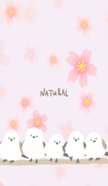 [LINE着せ替え] シマエナガ 桜咲く9の画像1