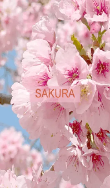 [LINE着せ替え] Spring is almost here. SAKURA.-11の画像1