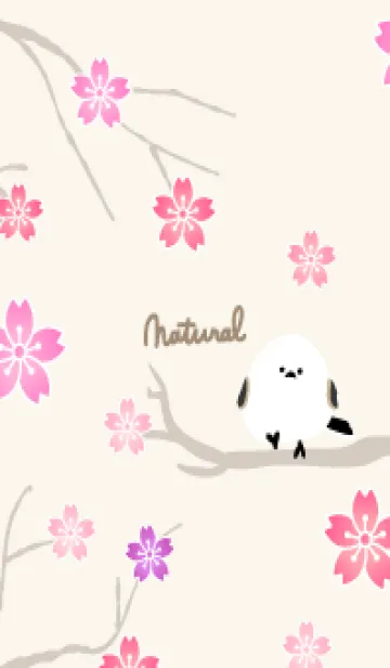 [LINE着せ替え] シマエナガ 桜12の画像1