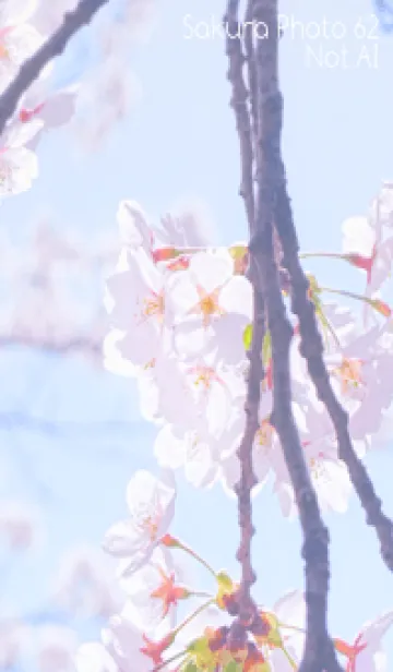 [LINE着せ替え] SakuraPhoto 62 Not AIの画像1
