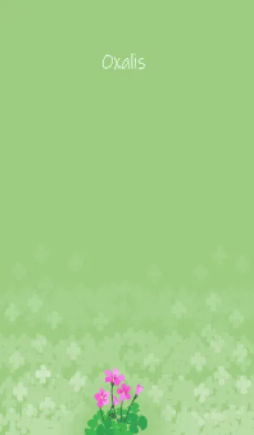 [LINE着せ替え] 3月の誕生花＊オキザリスの画像1