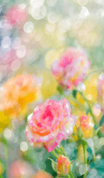 [LINE着せ替え] 薔薇(バラ)の花の着せかえ(R2852)の画像1