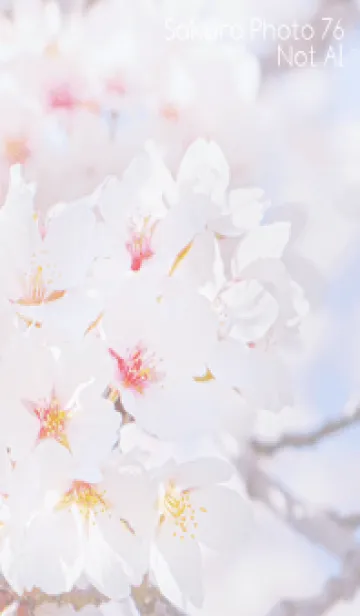 [LINE着せ替え] SakuraPhoto 76 Not AIの画像1