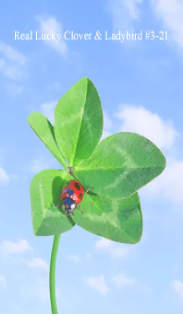 [LINE着せ替え] 本物ラッキークローバー & Ladybird #3-21の画像1