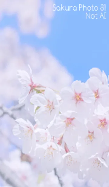 [LINE着せ替え] SakuraPhoto 81 Not AIの画像1