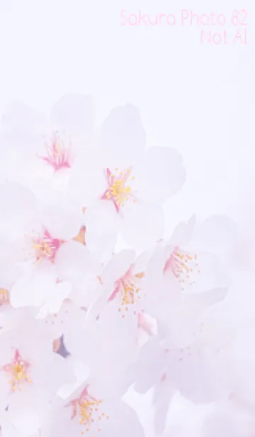 [LINE着せ替え] SakuraPhoto 82 Not AIの画像1