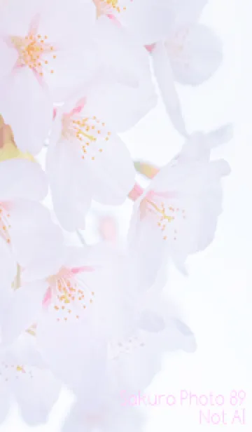 [LINE着せ替え] SakuraPhoto 89 Not AIの画像1