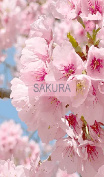 [LINE着せ替え] Spring is almost here. SAKURA.-15の画像1