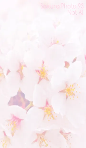 [LINE着せ替え] SakuraPhoto 93 Not AIの画像1