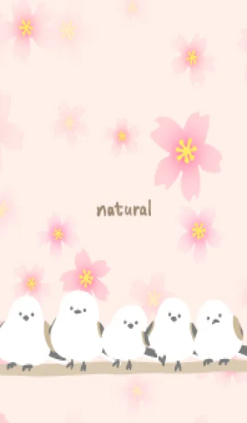 [LINE着せ替え] シマエナガ 桜咲く13の画像1