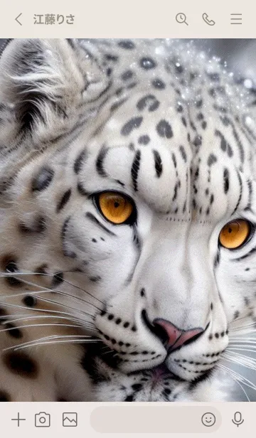 [LINE着せ替え] 夢幻の白いスノーヒョウ lP8sの画像2