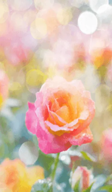 [LINE着せ替え] 薔薇(バラ)の花の着せかえ(R2959)の画像1