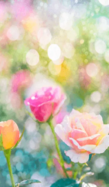 [LINE着せ替え] 薔薇(バラ)の花の着せかえ(R2968)の画像1