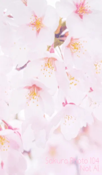 [LINE着せ替え] SakuraPhoto 104 Not AIの画像1