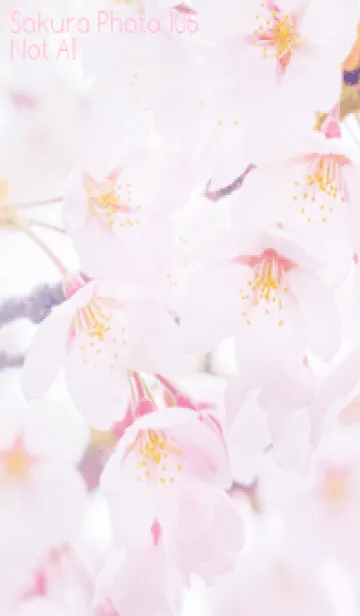 [LINE着せ替え] SakuraPhoto 105 Not AIの画像1