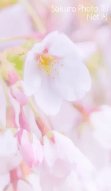 [LINE着せ替え] SakuraPhoto 110 Not AIの画像1