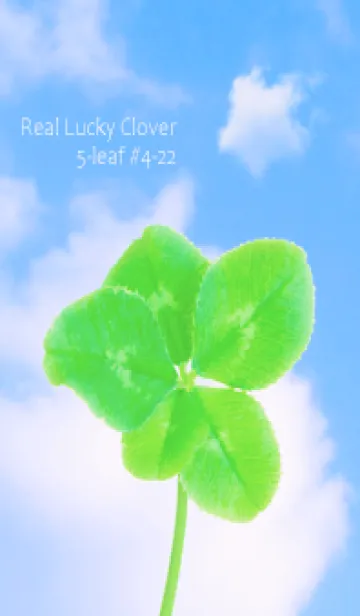 [LINE着せ替え] 本物ラッキークローバー 5-leaf #4-22の画像1