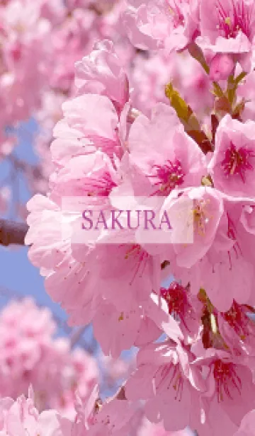 [LINE着せ替え] Spring is almost here-SAKURA PINK-14の画像1