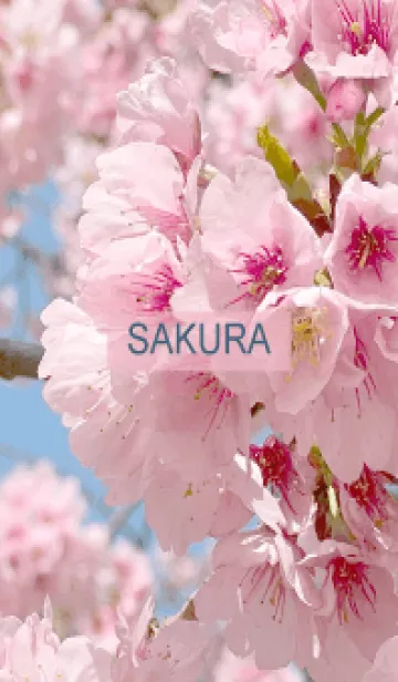 [LINE着せ替え] Spring is almost here. SAKURA.-16の画像1