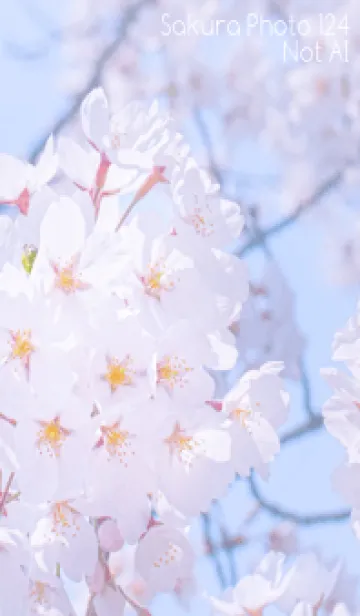 [LINE着せ替え] SakuraPhoto 124 Not AIの画像1