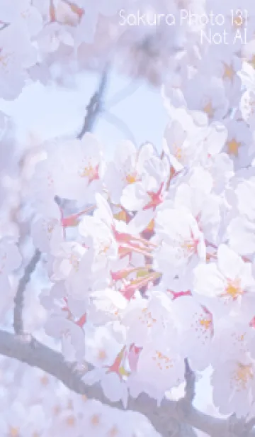 [LINE着せ替え] SakuraPhoto 131 Not AIの画像1