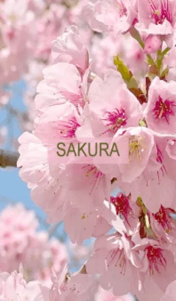 Spring is almost here. SAKURA.23の着せ替えメイン画像