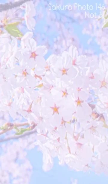 [LINE着せ替え] SakuraPhoto 146 Not AIの画像1