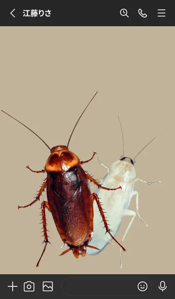 [LINE着せ替え] Jessie-01-Big Cockroachの画像2