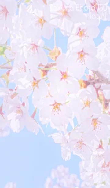 [LINE着せ替え] Sakura Photo 150 Not AIの画像1