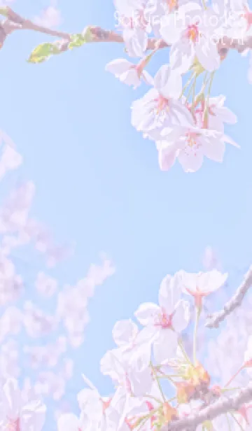 [LINE着せ替え] Sakura Photo 153 Not AIの画像1