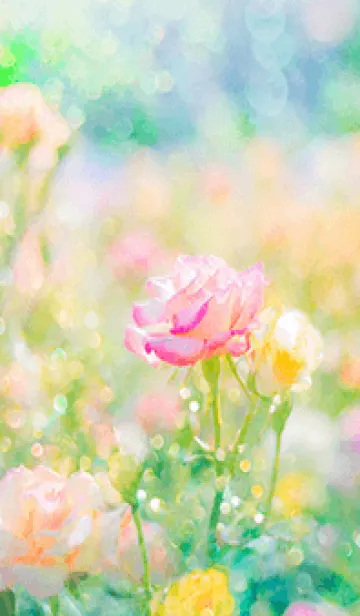 [LINE着せ替え] 薔薇(バラ)の花の着せかえ(R3162)の画像1