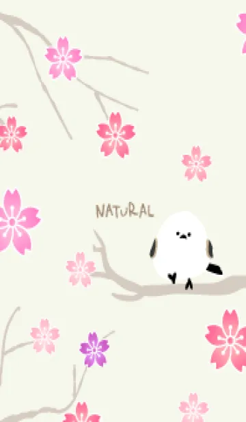 [LINE着せ替え] シマエナガ 桜14の画像1