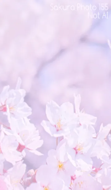 [LINE着せ替え] Sakura Photo 155 Not AIの画像1