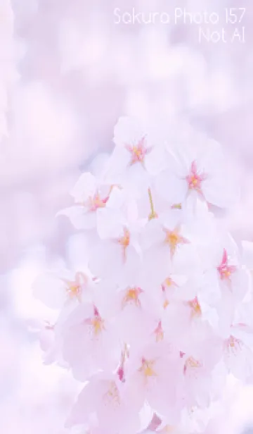 [LINE着せ替え] Sakura Photo 157 Not AIの画像1