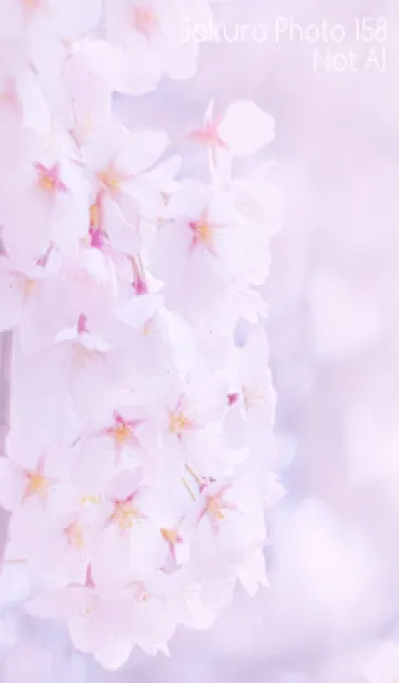 [LINE着せ替え] Sakura Photo 158 Not AIの画像1