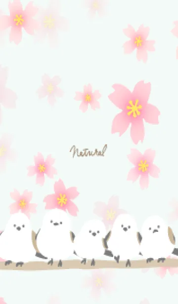 [LINE着せ替え] シマエナガ 桜咲く17の画像1