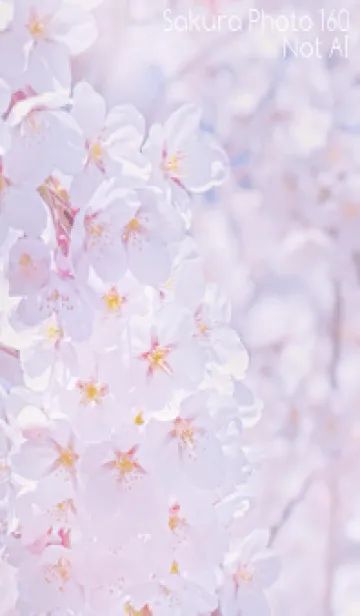 [LINE着せ替え] Sakura Photo 160 Not AIの画像1
