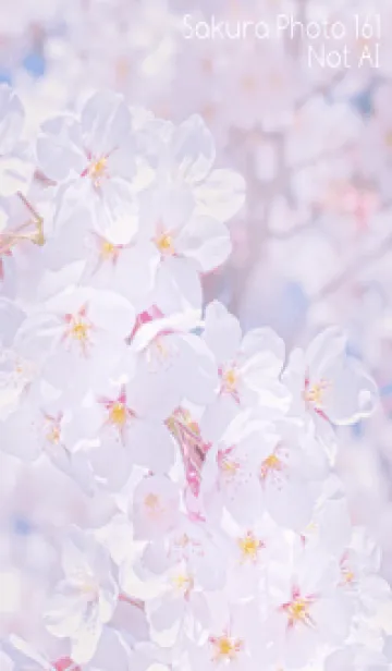 [LINE着せ替え] Sakura Photo 161 Not AIの画像1