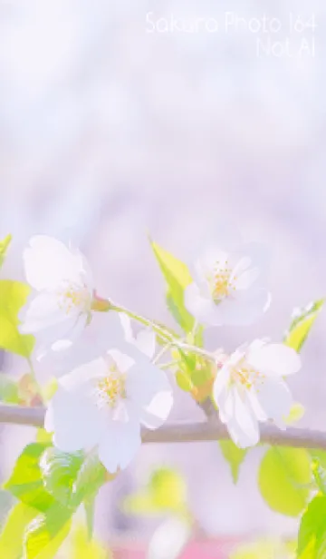 [LINE着せ替え] Sakura Photo 164 Not AIの画像1