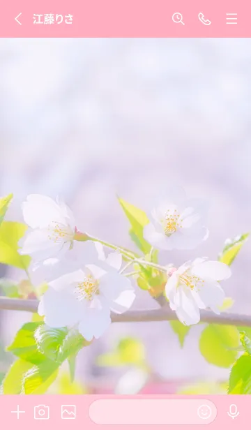 [LINE着せ替え] Sakura Photo 164 Not AIの画像2