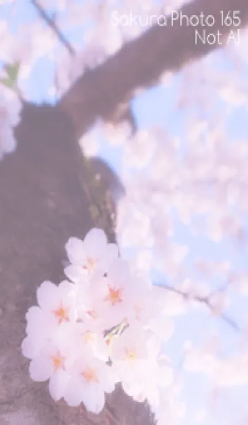 [LINE着せ替え] Sakura Photo 165 Not AIの画像1
