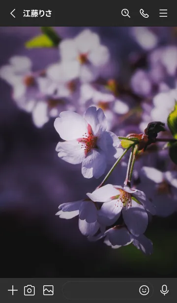 [LINE着せ替え] Sakura Photo 166 Not AIの画像2