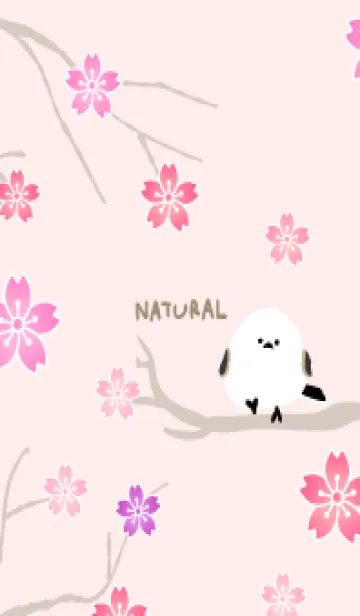 [LINE着せ替え] シマエナガ 桜3の画像1