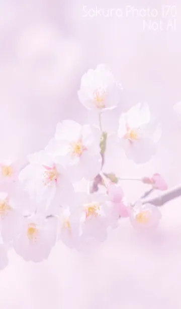 [LINE着せ替え] Sakura Photo 170 Not AIの画像1